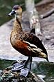 Wandering Whistling Duck - melbourne zoo cropped