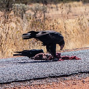 Wedge-tailed eagle and Australian raven Diamantina Developmental Road Boulia Shire Central Western Queensland P1080979
