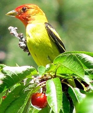 Western Tanager-male-Oregon-cherry
