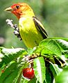 Western Tanager-male-Oregon-cherry
