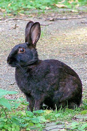 Wild black Oryctologus cuniculus