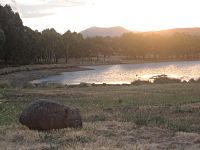 Wombat at stranger pond