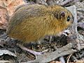 Woodland jumping mouse-closeup