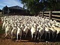 Young Group Of Australian White Ewe Lambs