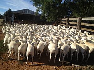 Young Group Of Australian White Ewe Lambs