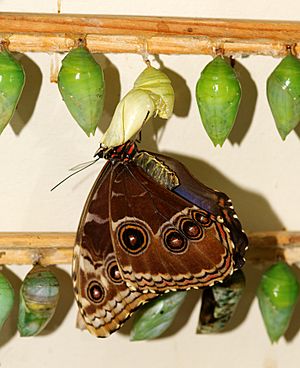 2011-08-08 15-53-56-papillon-hunawihr