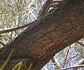 Acacia-aneura-bark3