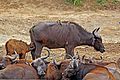 African buffalo (Syncerus caffer) calf 2 weeks suckling