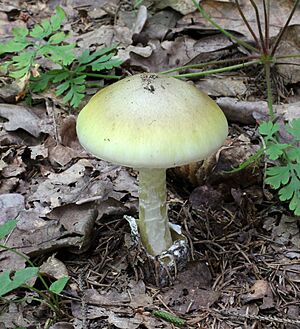 Amanita phalloides 2011 G2