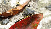 Amber with black danselfly flank (16041839048)