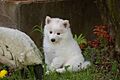American Eskimo Dog puppy 1