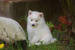 American Eskimo Dog puppy 1
