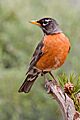 American Robin 2006