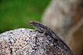Anolis stratulus,puerto rico