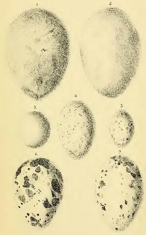 Aplonis fuscus eggs