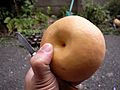 Asian.pear-Pyrus.pyrifolia-07