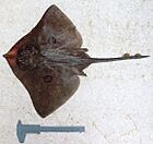 Atlantoraja cyclophora.jpg