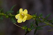 Aureolaria levigata, Appalachian Oak-Leech