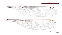 Austroargiolestes brookhousei male wings (34664650482)