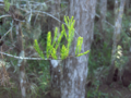 Bald-Cypress (2883842076)