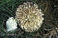 Banksia lanata flowers