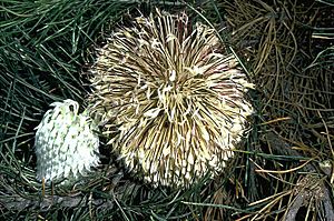 Banksia lanata flowers.jpg