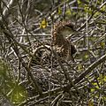 Bare-throated tiger-heron (Tigrisoma mexicanum) immature on nest Peten
