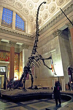 Barosaurus mount 1.jpg
