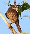 Black-billed Cuckoo (Coccyzus erythropthalmus) (5821965275) (cropped)