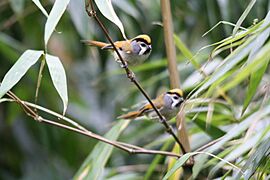 Black-throated Parrotbill