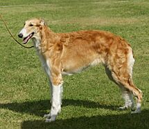Borzoi red & white