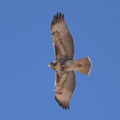 Buteo jamaicensis in flight, Grand Canyon NP, Arizona, USA