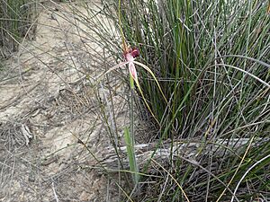 Caladenia lorea 02