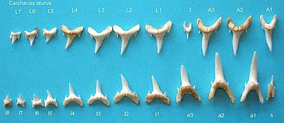 Carcharias taurus teeth