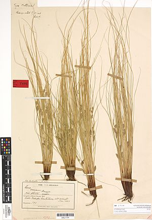 Carex albula Allan (AM AK2739-1).jpg