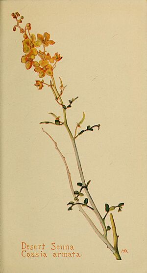 Cassia armata by Margaret Neilson Armstrong