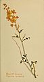 Cassia armata by Margaret Neilson Armstrong
