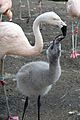 Chilean Flamingo Feeding