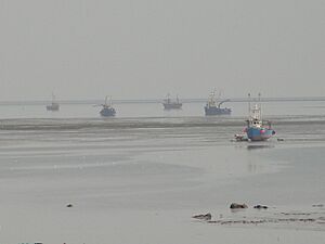 Cockling on The Wash - geograph.org.uk - 1435088