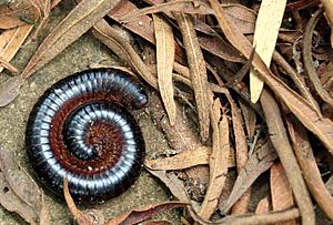 Coiled Millipede