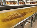 Colossal squid head and limbs, NHM (1)