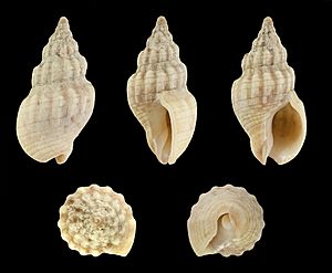 Cominella quoyana 01.JPG
