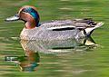 Common teal (male)