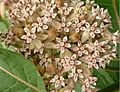 Common milkweed-tracy.jpg