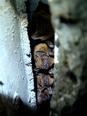 Common noctules in a crevice