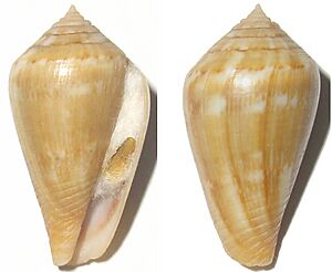 ConusGuanche 298 3ab