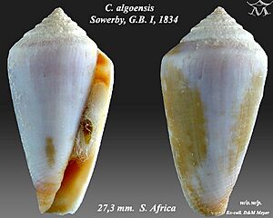 Conus algoensis 1.jpg