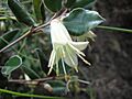 Correa backhouseana
