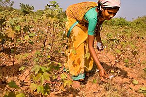 Cotton picking in India