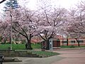 Couch Park in Portland